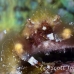 crab_clinging_banded_dome_nwp_h_0409_tci2362.jpg